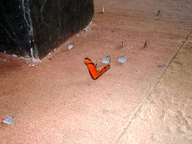 88_butterflies.jpg