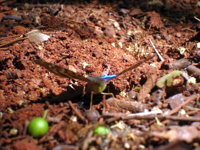 blue_butterfly.jpg
