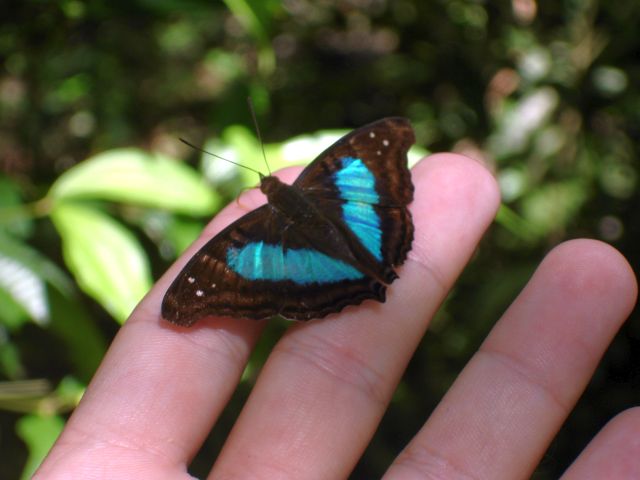 blue_butterfly_on_hand2.jpg