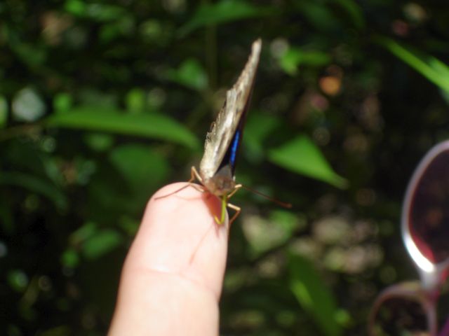 butterfly_lick.jpg