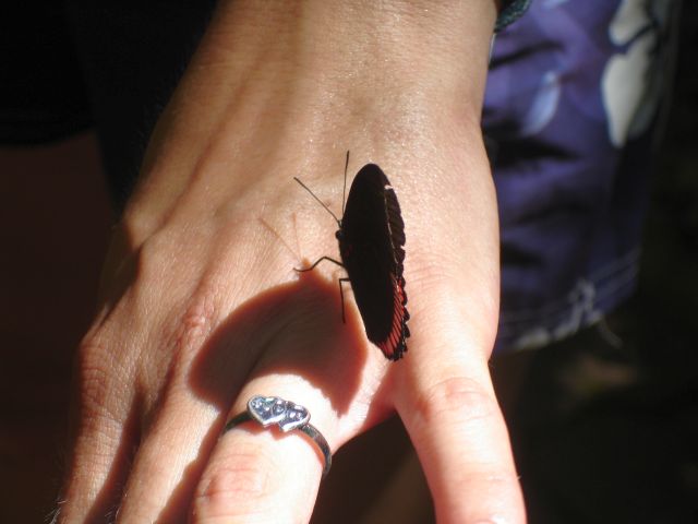 butterfly_on_hand.jpg