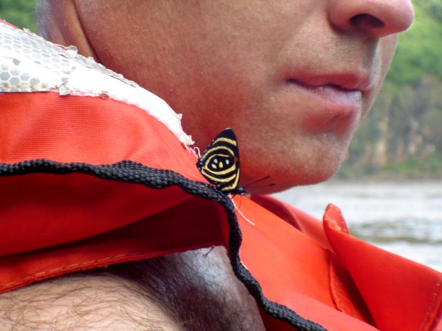 butterfly_on_life_jacket.jpg