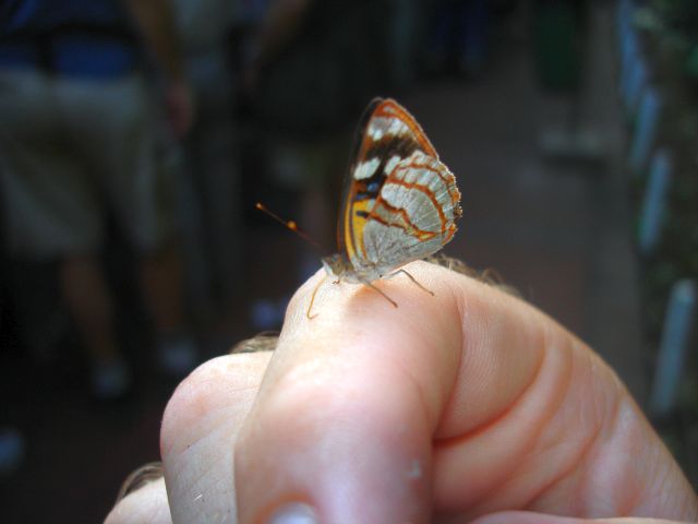 mariposa.jpg