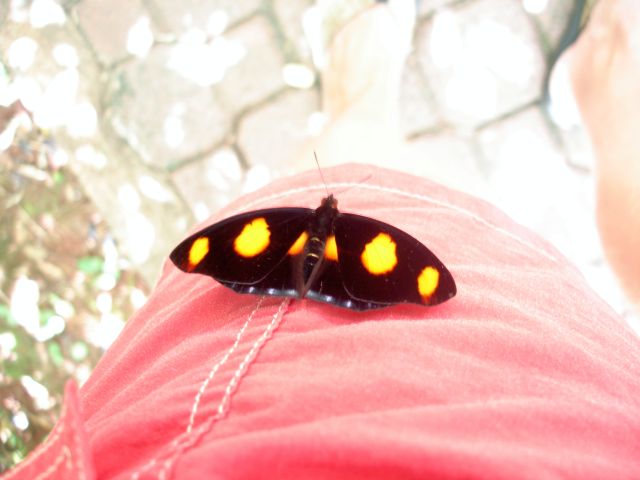 yellow_spotted_butterfly.jpg