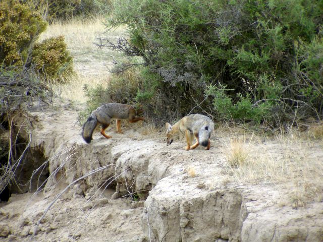 foxes.jpg
