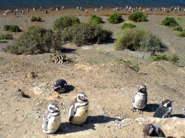 penguinos5.jpg