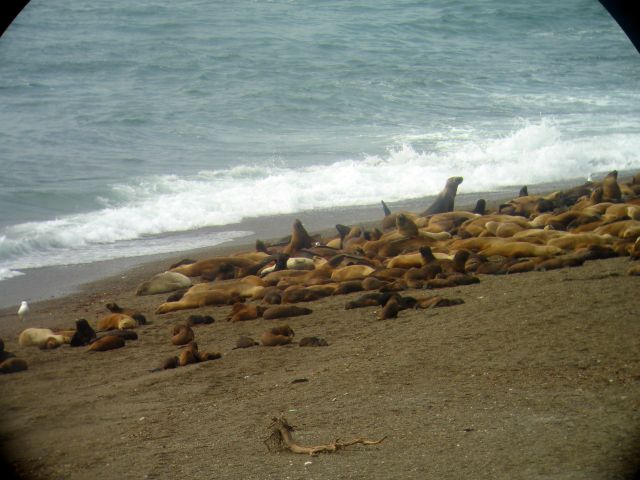 punta_norte_sea_lions.jpg