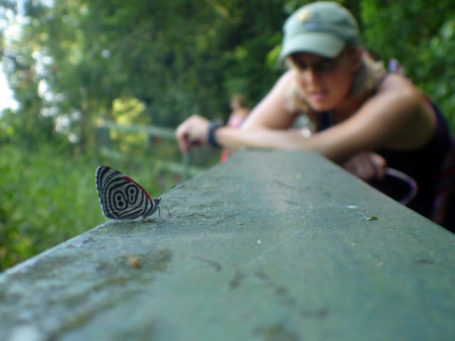 88_butterfly.jpg