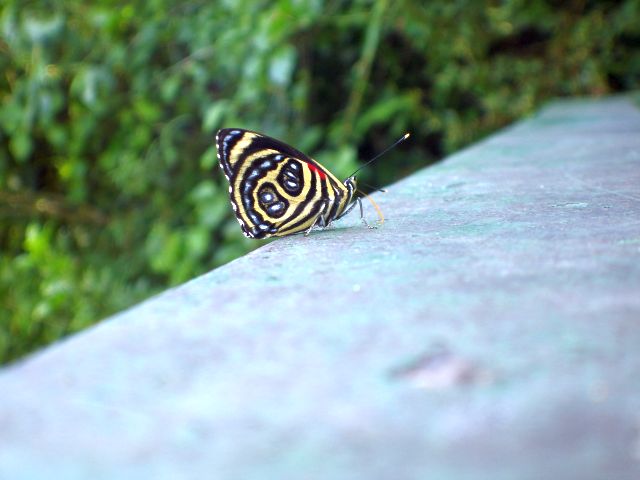 iguacu_butterfly.jpg