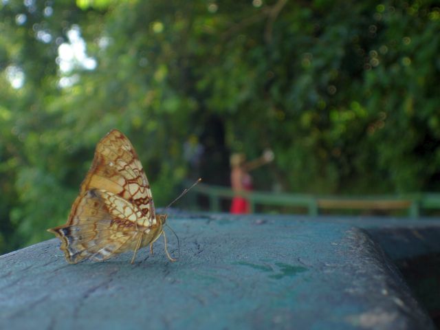 iguacu_butterfly3.jpg