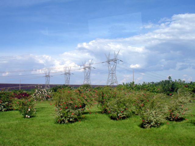 power_flowers.jpg