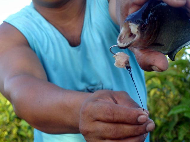 piranha.jpg