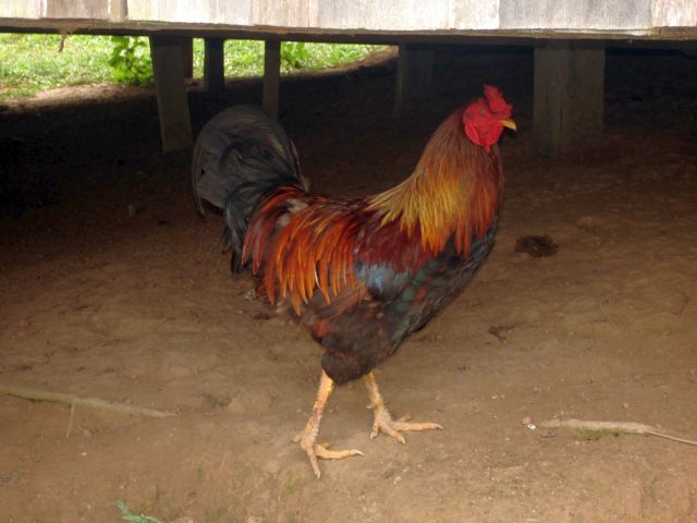 rooster.jpg