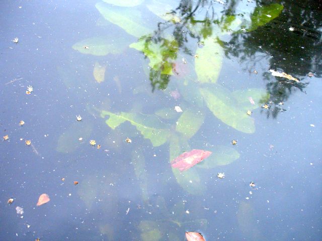 underwater_tree.jpg