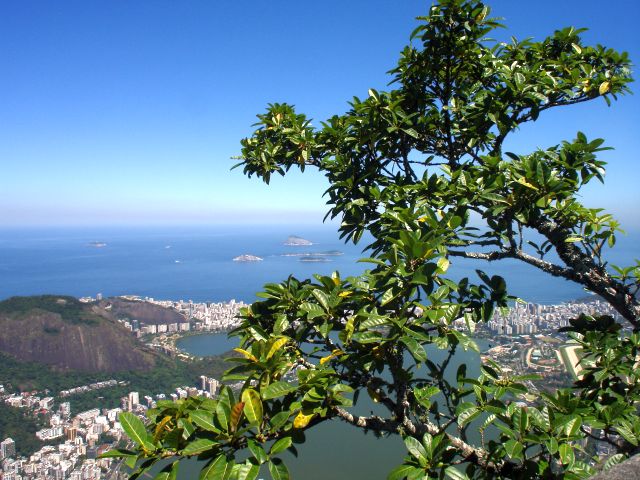 tree_and_rio3.jpg