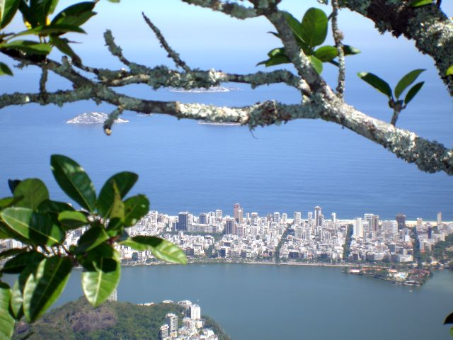 tree_and_rio4.jpg