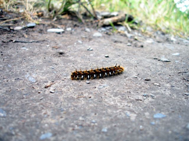 caterpillar.jpg