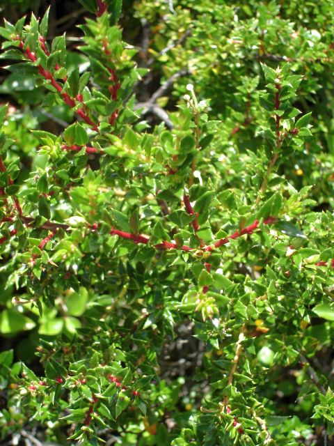 green_leaf_red_stem.jpg