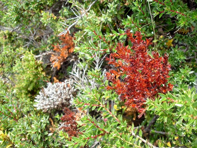 pretty_shrubs.jpg