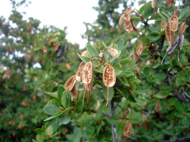 seed_pod_perhaps.jpg