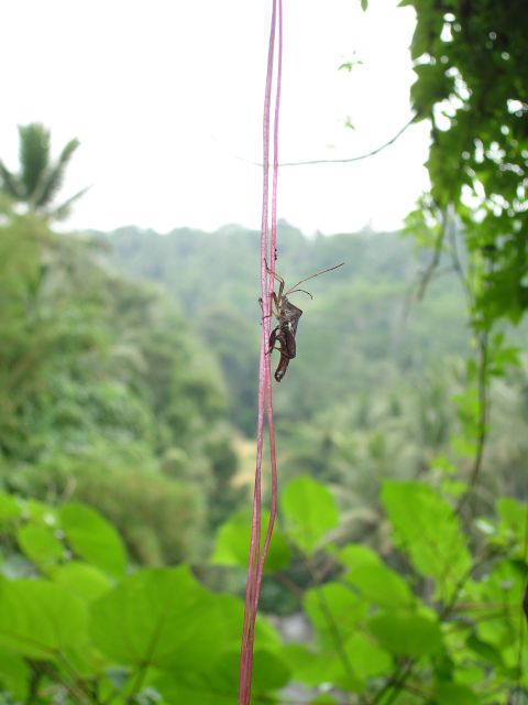 weird_bug.jpg