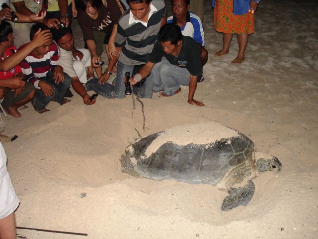 turtle laying eggs