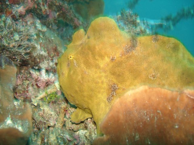 big_frogfish.jpg