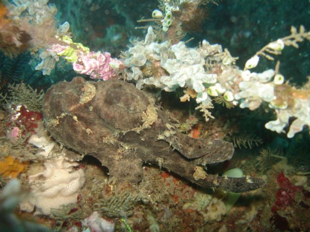 disguised_frogfish2.jpg