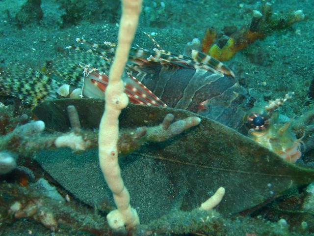 lembeh_lionfish3.jpg