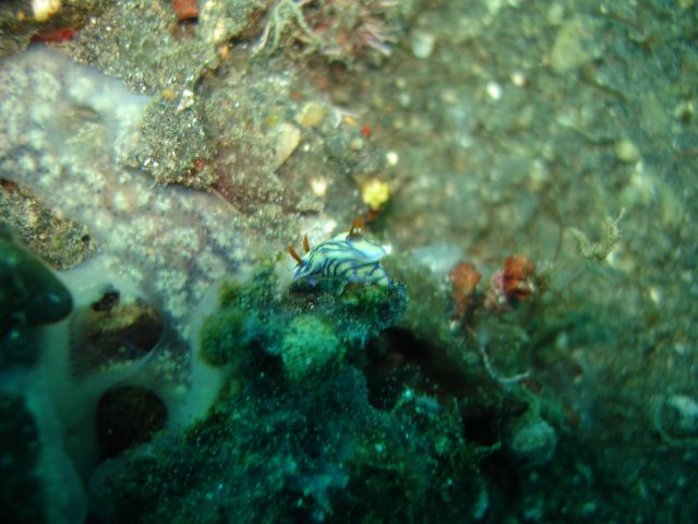 lembeh_nudibranch.jpg