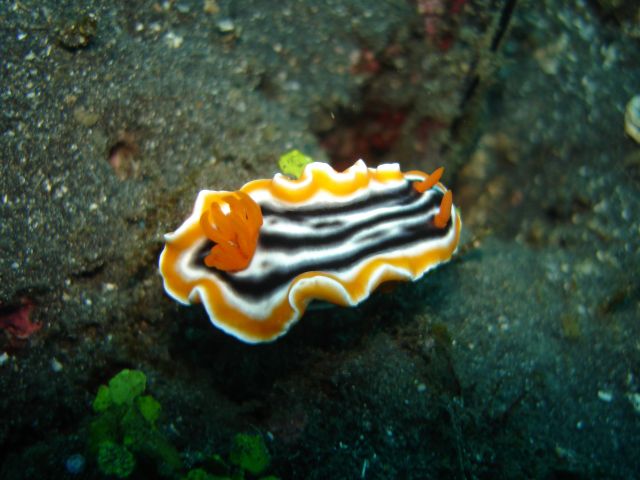 lembeh_nudibranch2.jpg