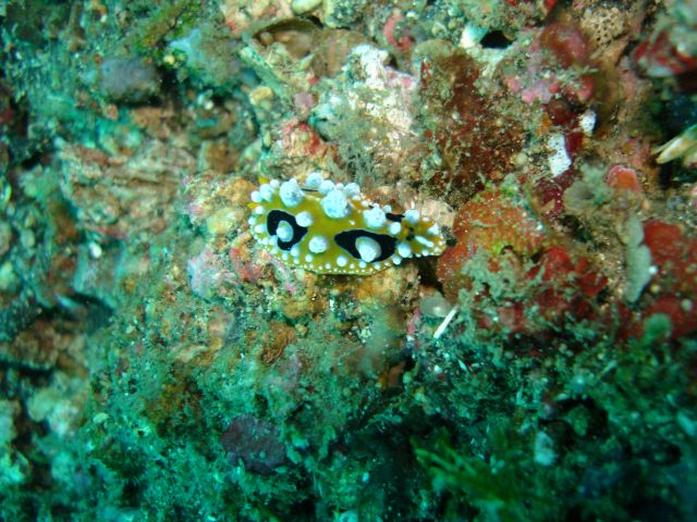 lembeh_nudibranch3.jpg