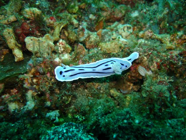 lembeh_nudibranch5.jpg