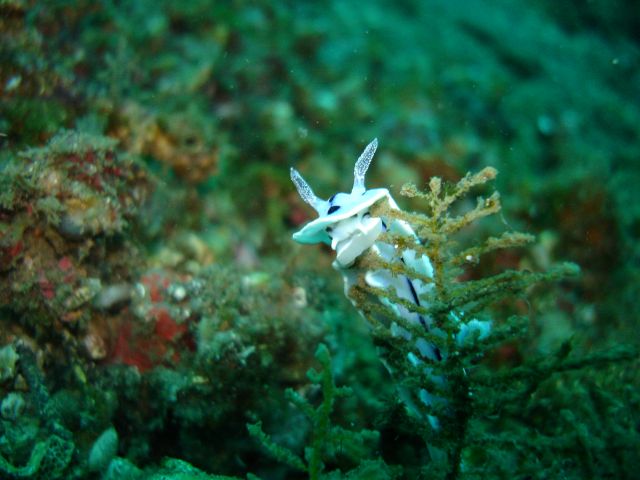 lembeh_nudibranch6.jpg