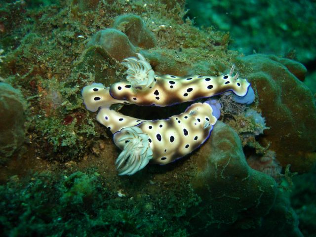 lembeh_nudibranch8.jpg