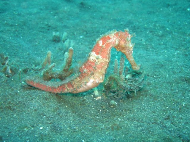 seahorse4.jpg