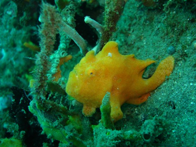 yellow_frogfish.jpg