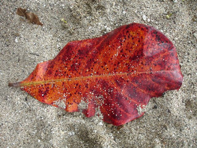 beach_leaf.jpg