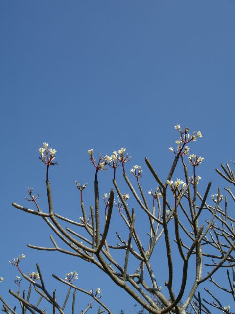 plumeria at buddha park