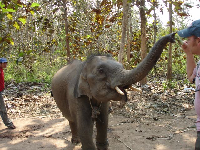 baby elephant2