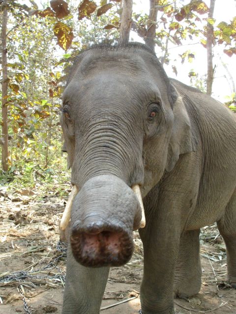 baby elephant4