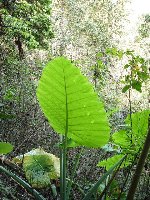 giant leaf