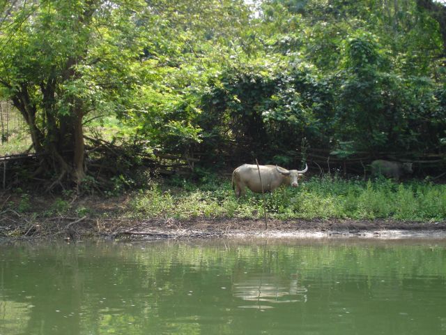 water buffalo