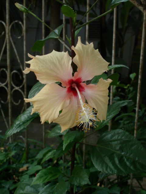 hybiscus.jpg