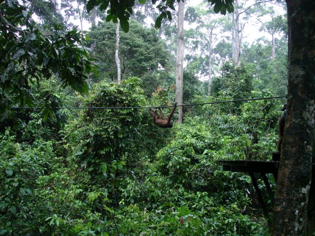 orang utan