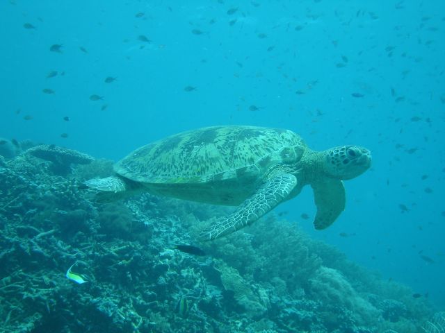 another turtle2