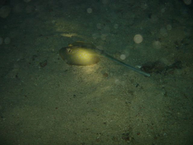 blue spotted sting ray