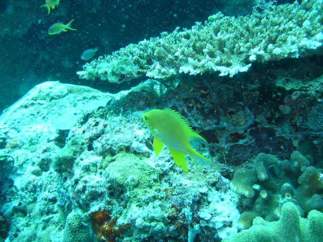 different yellow fish