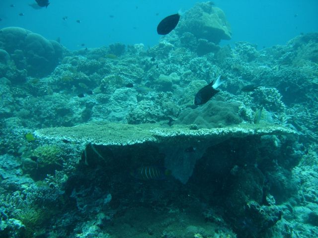 hiding under the table