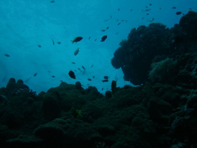 looking up at sipadan2
